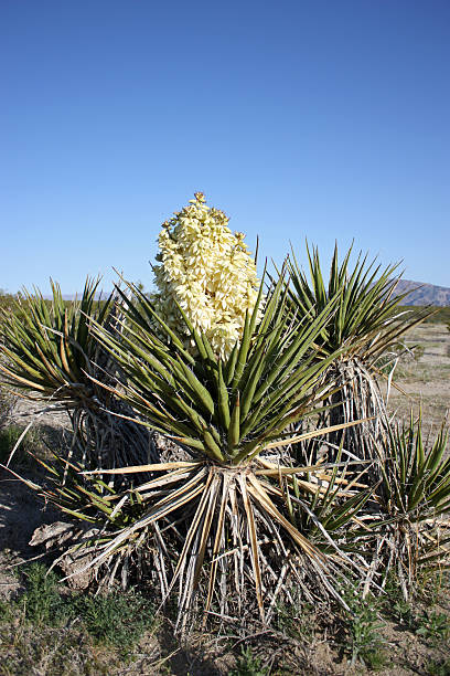 yucca kvetoucí